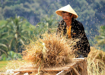 peluang bisnis pertanian pascapanen