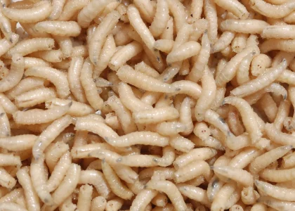 apa makanan magot