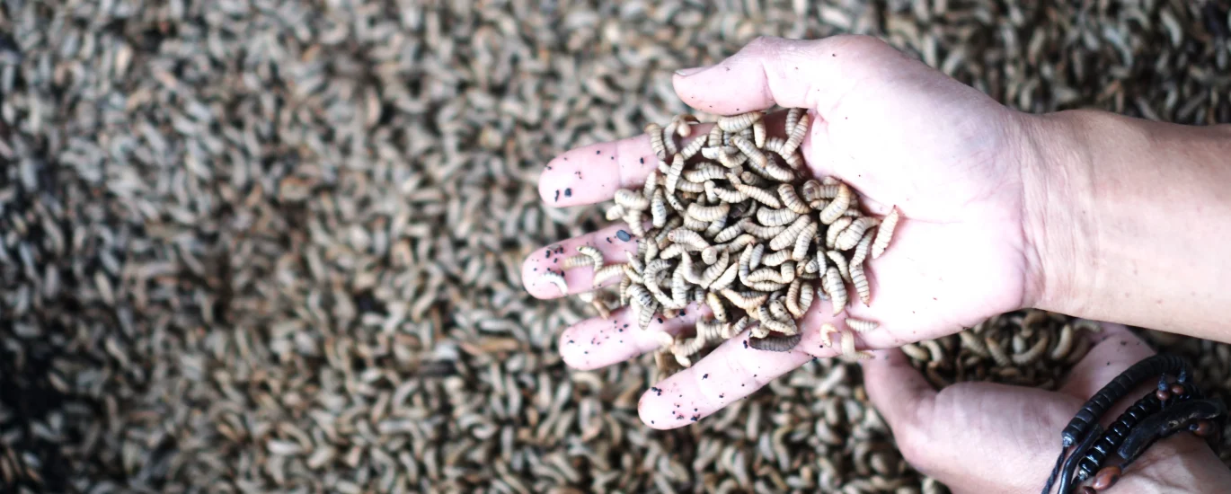 bahan pakan maggot organik