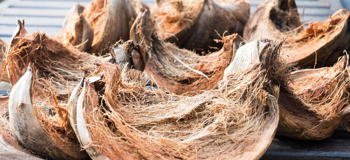 Sabut Kelapa untuk Anggrek Hias