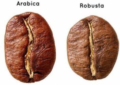 biji kopi arabika dan robusta