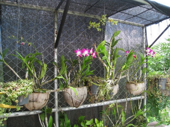 Pot Alami untuk Tanaman Solusi Ramah Lingkungan dan Estetis