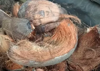 Sabut kelapa sebagai bahan geotekstil alami