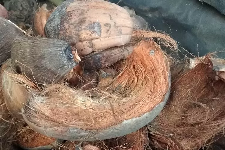 Sabut kelapa sebagai bahan geotekstil alami