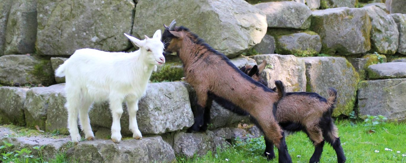 ternak kambing modal kecil