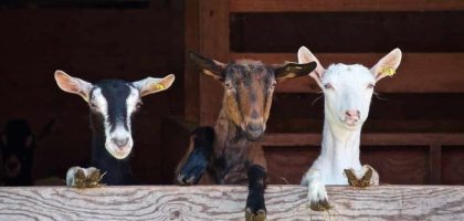 Usaha kambing modal kecil