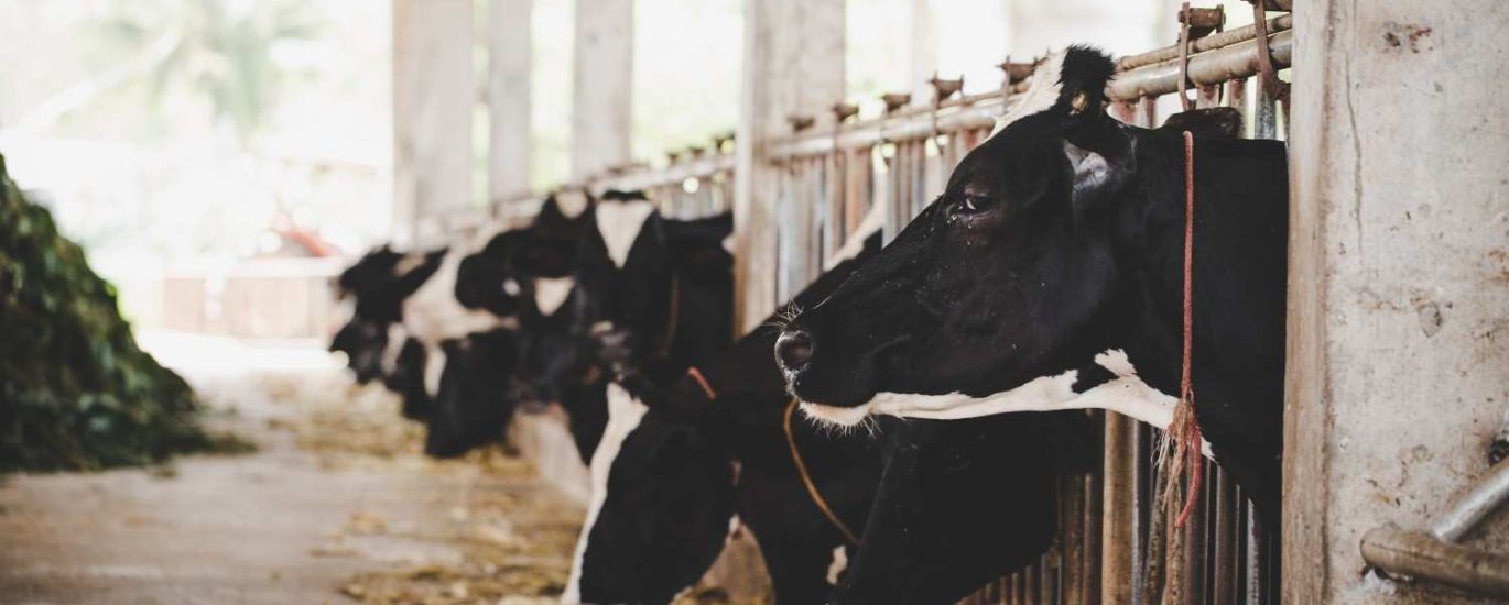 alat perebah sapi hidrolik praktis