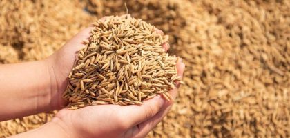 mesin perontok padi hasil bersih