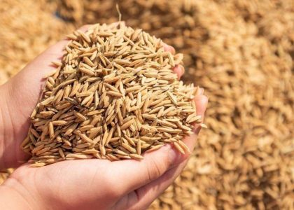 mesin perontok padi hasil bersih